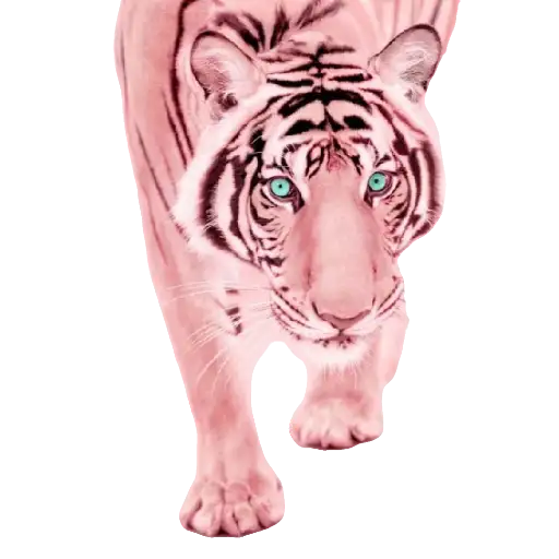 Animales en color Rosa💞1🇵🇪Clásica 4