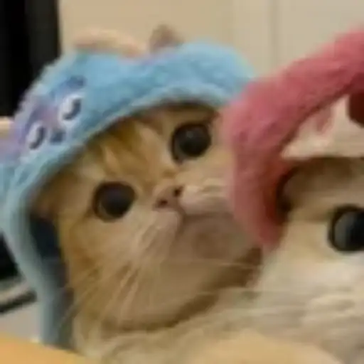 Gatitos💞14🇵🇪Clásica 30