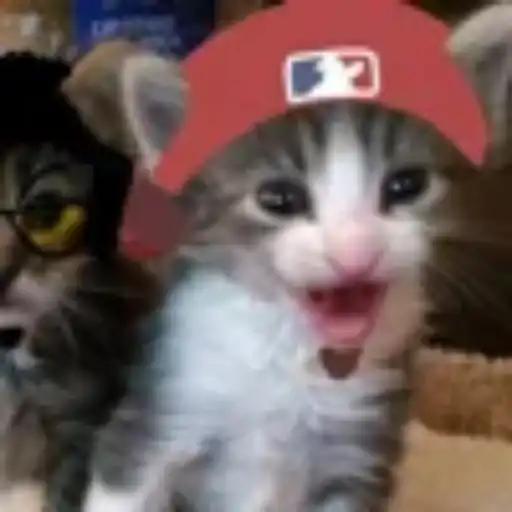 Gatitos💞14🇵🇪Clásica 18