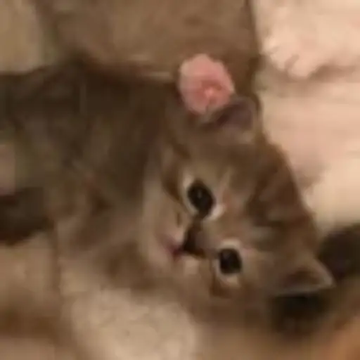 Gatitos💞14🇵🇪Clásica 15