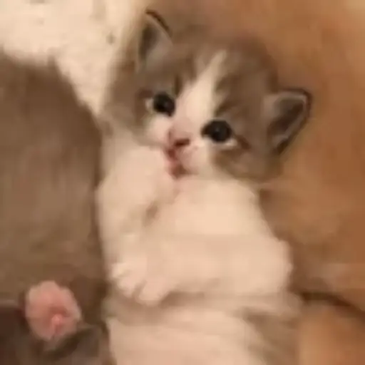 Gatitos💞14🇵🇪Clásica 1