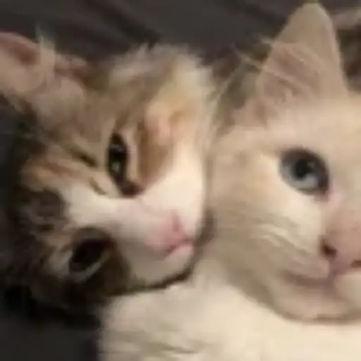 Gatitos💞14🇵🇪Clásica 22