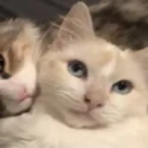 Gatitos💞14🇵🇪Clásica 17