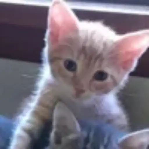 Gatitos💞14🇵🇪Clásica 11