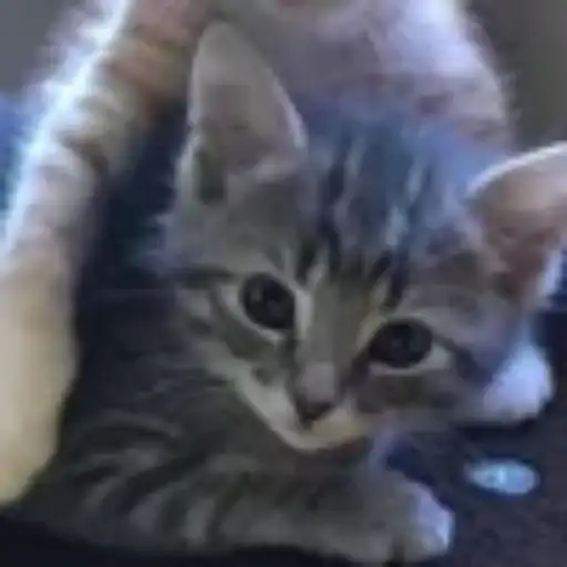 Gatitos💞14🇵🇪Clásica 5
