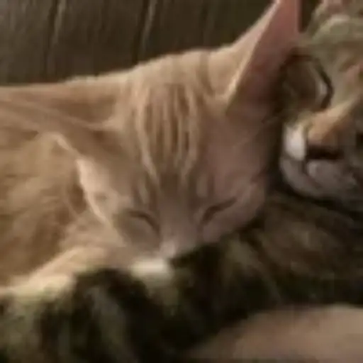 Gatitos💞14🇵🇪Clásica 7