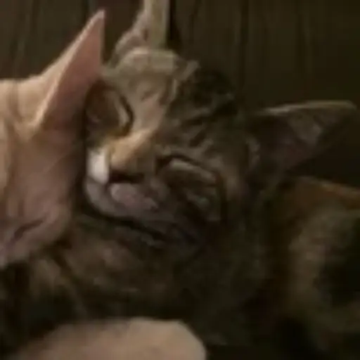 Gatitos💞14🇵🇪Clásica 23