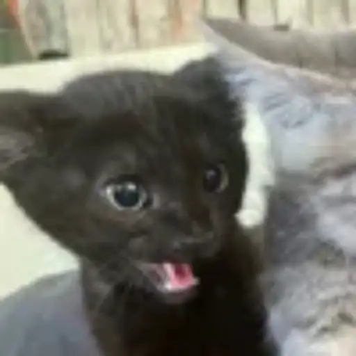 Gatitos💞14🇵🇪Clásica 24