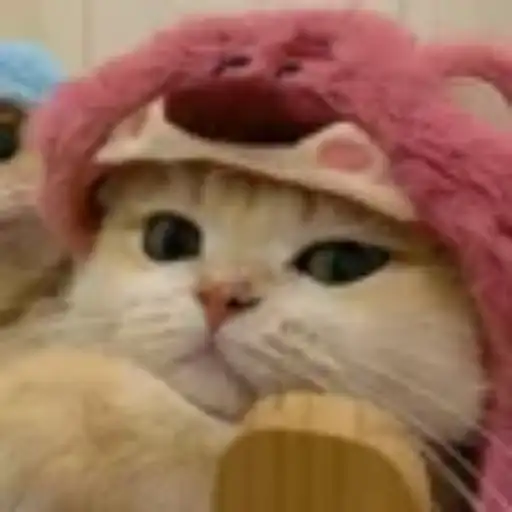 Gatitos💞14🇵🇪Clásica 4