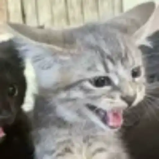 Gatitos💞14🇵🇪Clásica 21