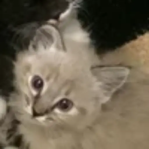 Gatitos💞14🇵🇪Clásica 8