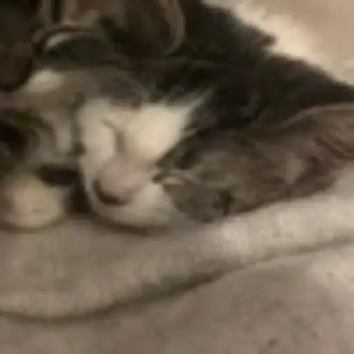 Gatitos💞14🇵🇪Clásica 6