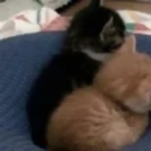 Gatitos💞14🇵🇪Clásica 19