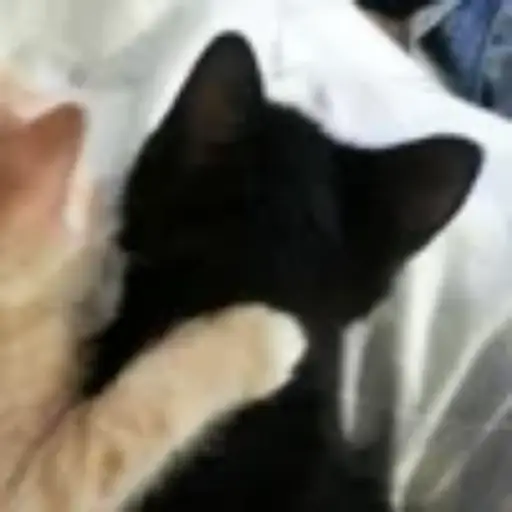 Gatitos💞14🇵🇪Clásica 13
