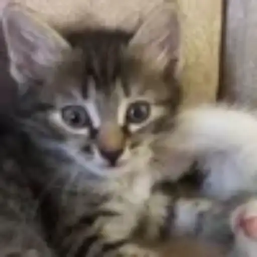 Gatitos💞14🇵🇪Clásica 10
