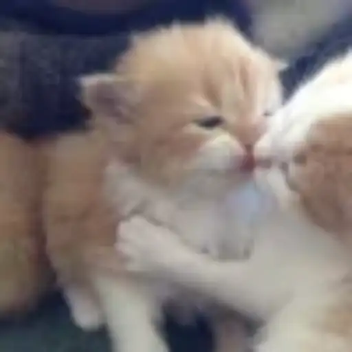 Gatitos💞14🇵🇪Clásica 12