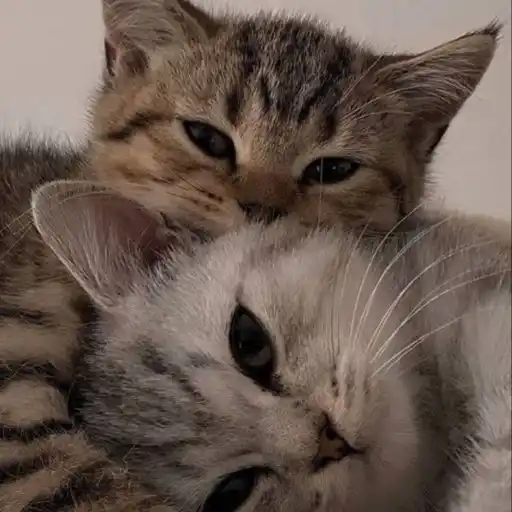 Gatitos💞14🇵🇪Clásica 14