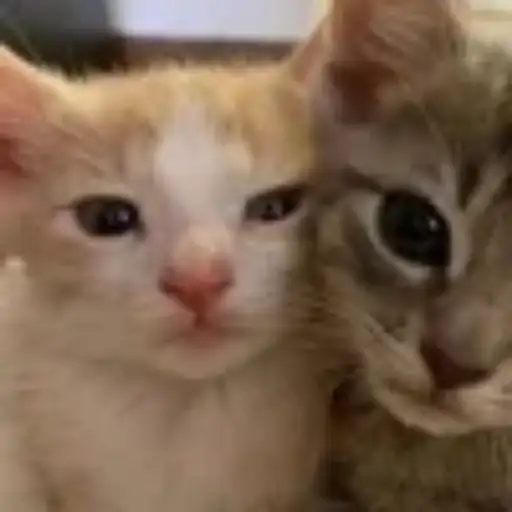 Gatitos💞14🇵🇪Clásica 27
