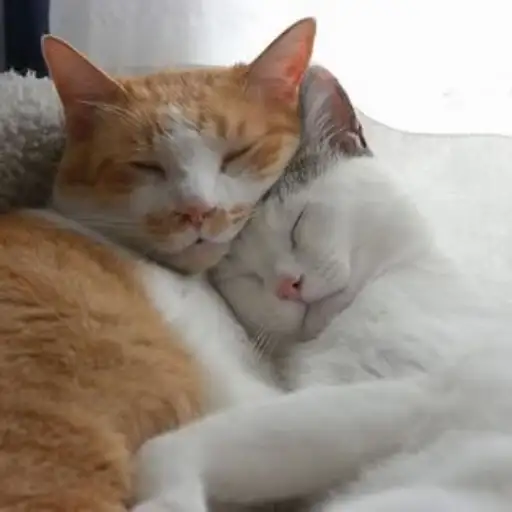 Gatitos💞14🇵🇪Clásica 3