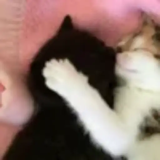 Gatitos💞14🇵🇪Clásica 16