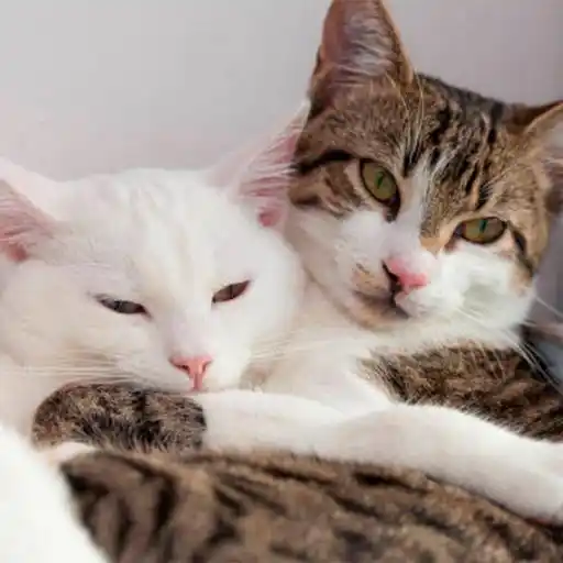 Gatitos💞14🇵🇪Clásica 2