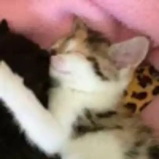 Gatitos💞14🇵🇪Clásica 29