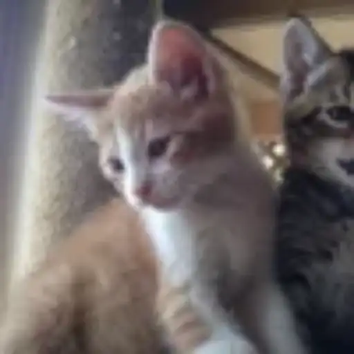 Gatitos💞14🇵🇪Clásica 25