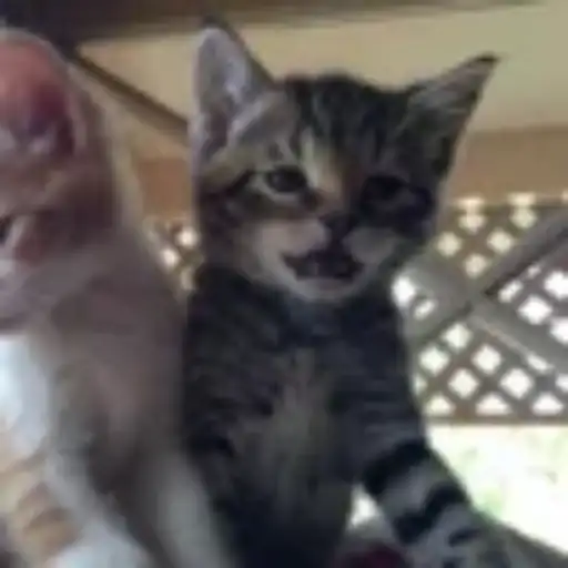 Gatitos💞14🇵🇪Clásica 26