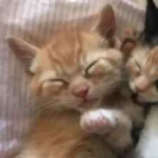 Gatitos💞14🇵🇪Clásica 9