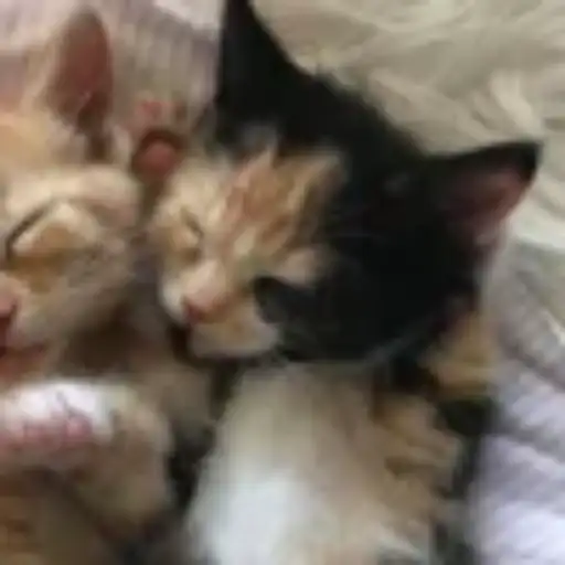 Gatitos💞14🇵🇪Clásica 20