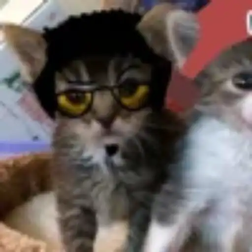 Gatitos💞14🇵🇪Clásica 28
