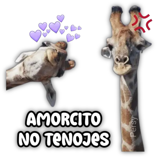 AMORCITO NO TENOJES Persy