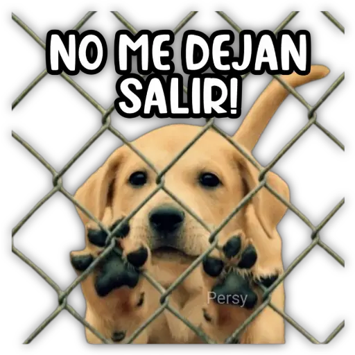 NO ME DEJAN SALIR! Persy