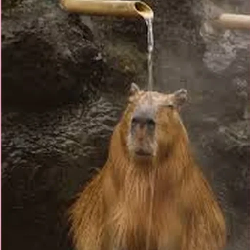 Capybara Are My Life 26