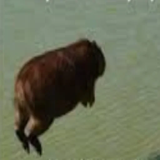 Capybara Are My Life 15