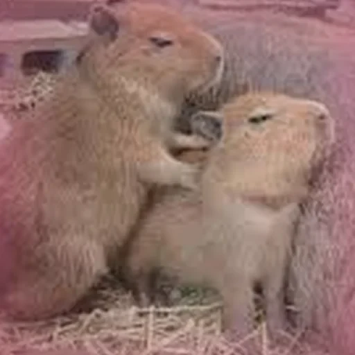Capybara Are My Life 2