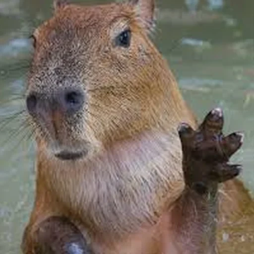 Capybara Are My Life 1
