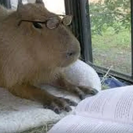 Capybara Are My Life 5