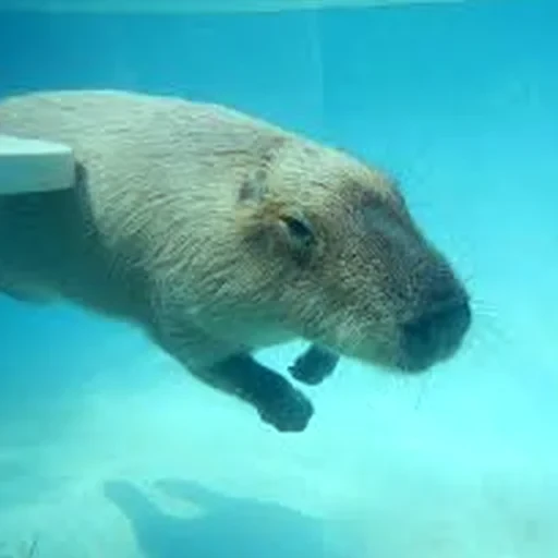 Capybara Are My Life 25