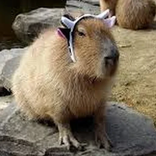 Capybara Are My Life 16
