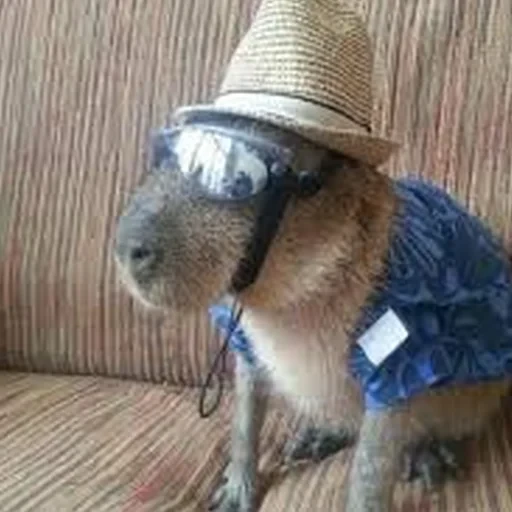 Capybara Are My Life 22