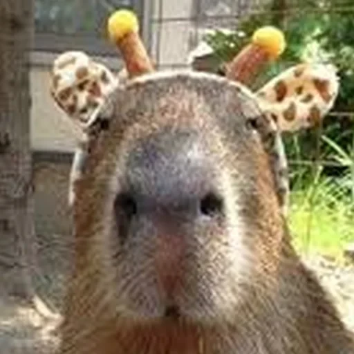 Capybara Are My Life 24