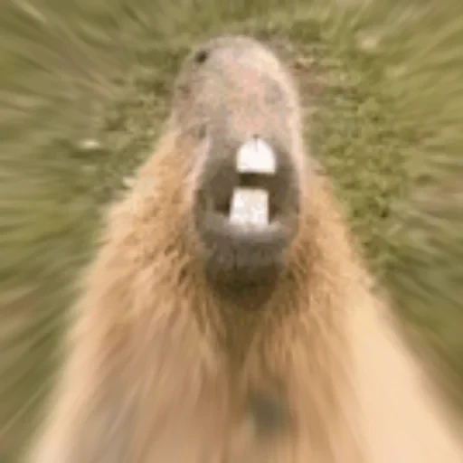 Capybara Are My Life 18