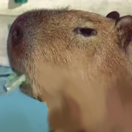 Capybara Are My Life 29