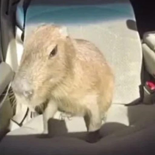 Capybara Are My Life 6