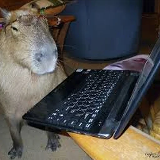 Capybara Are My Life 20