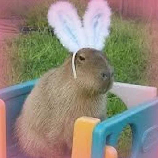 Capybara Are My Life 13