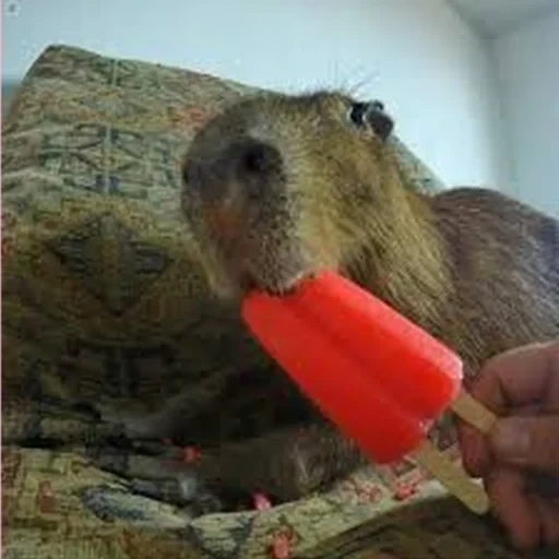 Capybara Are My Life 11
