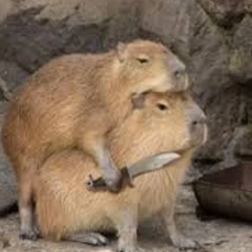 Capybara Are My Life 17
