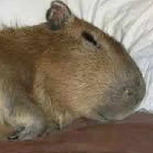 Capybara Are My Life 10